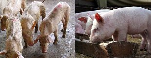 Свинки до и после