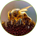 Пчелиный яд в составе Вариус